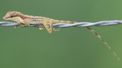 Anolis limifrons