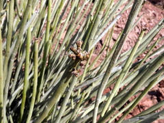 Euphorbia damarana