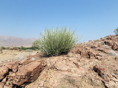 Euphorbia damarana