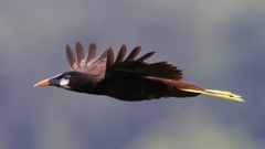 Psarocolius montezuma