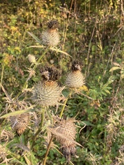 Cirsium decussatum