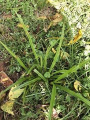 Diarrhena obovata