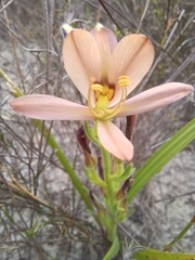 Wachendorfia multiflora