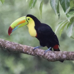 Ramphastos sulfuratus