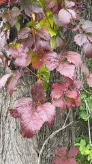 Parthenocissus inserta