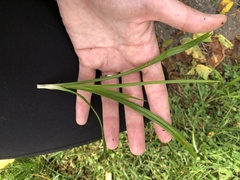 Diarrhena obovata