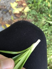 Diarrhena obovata