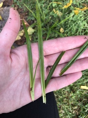 Diarrhena obovata