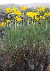 Euryops speciosissimus