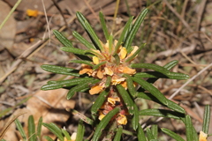 Pultenaea petiolaris