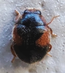 Coccinellidae