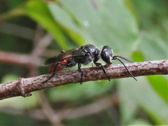 Astata bicolor