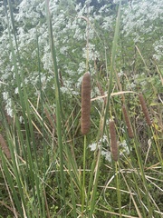 Typha angustifolia