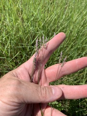 Polygala appendiculata