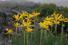 Euryops speciosissimus