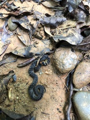 Erythrolamprus epinephalus