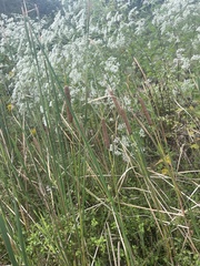 Typha angustifolia