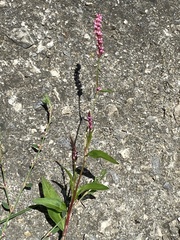 Persicaria longiseta