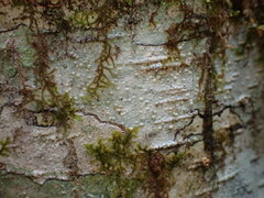 Thelotrema