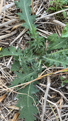 Cirsium vulgare