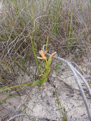 Wachendorfia multiflora