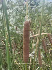 Typha angustifolia