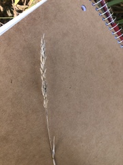 Poa pratensis