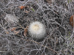 Mammillaria haageana conspicua