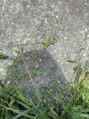 Persicaria longiseta