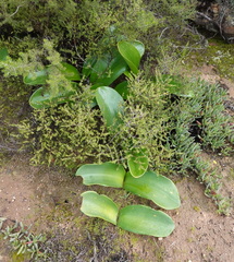 Haemanthus coccineus