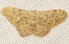 Idaea urcitana