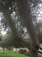 Parkinsonia