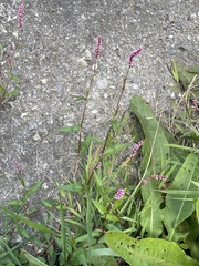 Persicaria longiseta