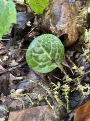 Pyrola americana
