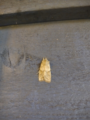 Lithophane bethunei