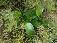 Haemanthus coccineus