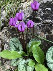 Cyclamen purpurascens