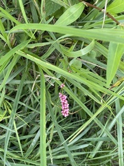 Persicaria longiseta