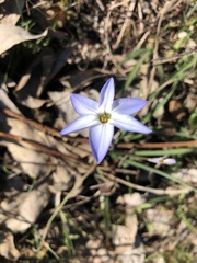 Ipheion uniflorum