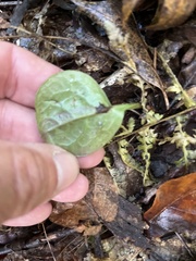 Pyrola americana