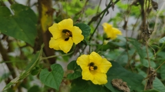 Momordica subangulata