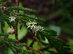 Hypotrachyna sinuosa