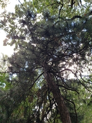 Pinus banksiana