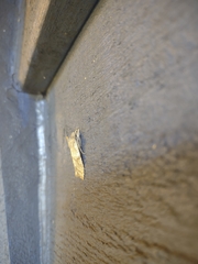 Lithophane bethunei