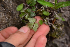 Anemone parviflora