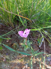 Drosera pauciflora