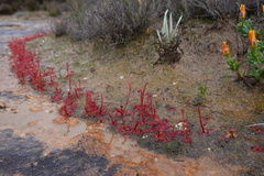 Drosera alba