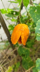 Momordica subangulata