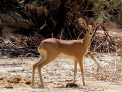Raphicerus campestris