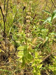 Stachys hispida